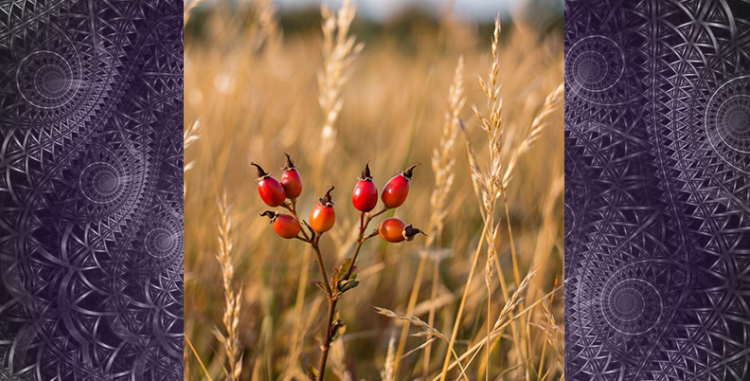 Памятка для Клиента. Противопоказания к процедуре Иглорефлексотерапия
