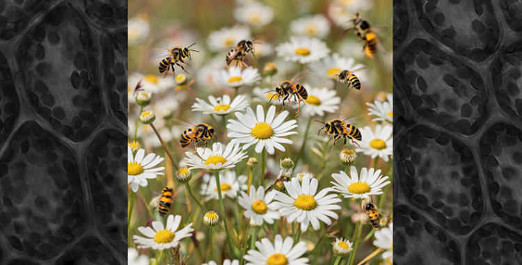 Укус осы, пчелы. Аллергия (Симптоматика заболеваний)