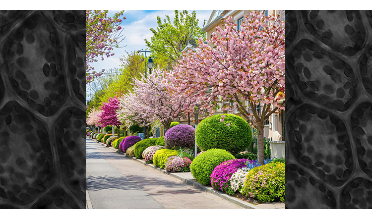 Аллергия (Симптоматика заболеваний)