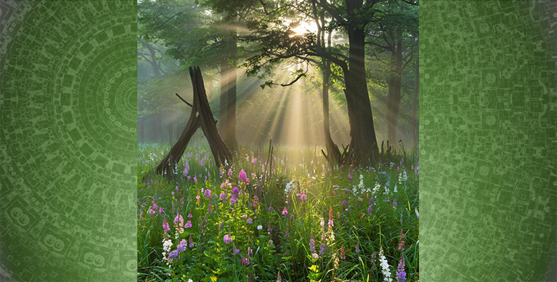 Памятка для Клиента. Противопоказания к процедуре Гирудотерапия