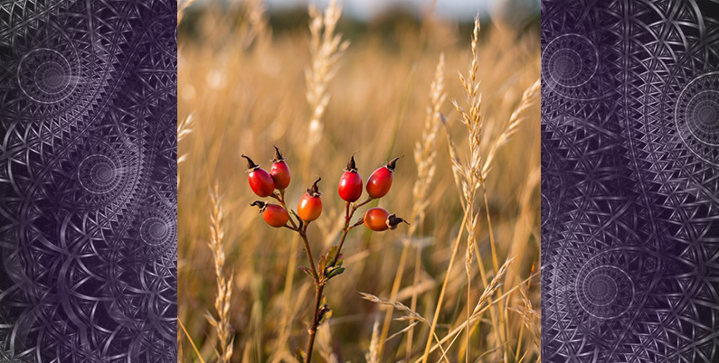 Памятка для Клиента. Противопоказания к процедуре Иглорефлексотерапия