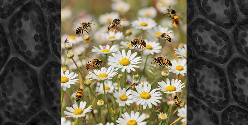 Укус осы, пчелы. Аллергия (Симптоматика заболеваний)